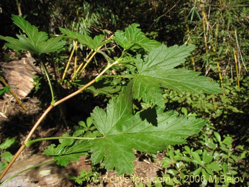 Imágen de Ribes magellanicum (Uvilla / Parilla). Haga un clic para aumentar parte de imágen.